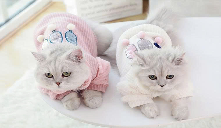 Áo mèo cute
